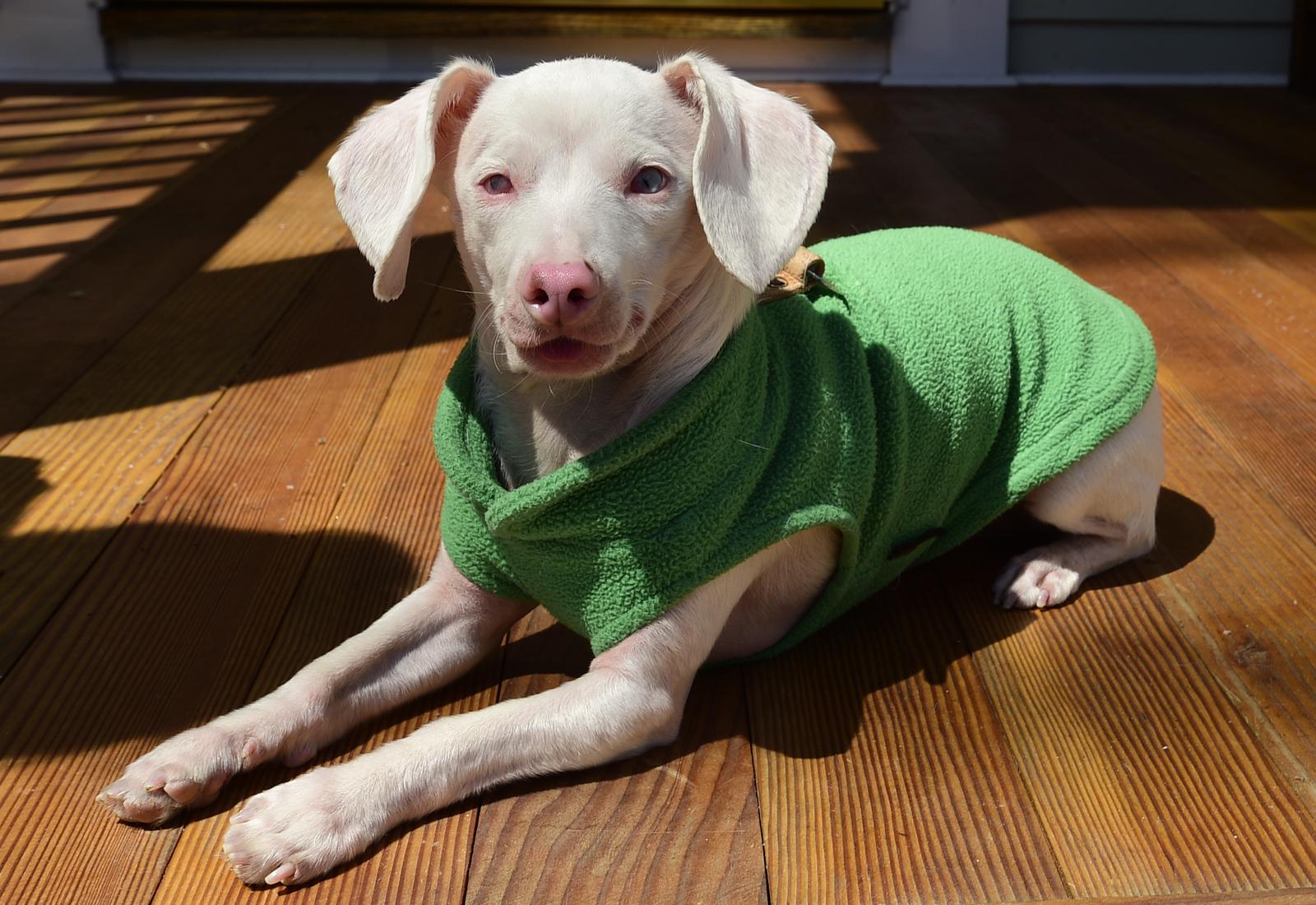 Deaf, blind and pink: Instagram famous dog from Westport spreads positivity worldwide - Vimarsana News