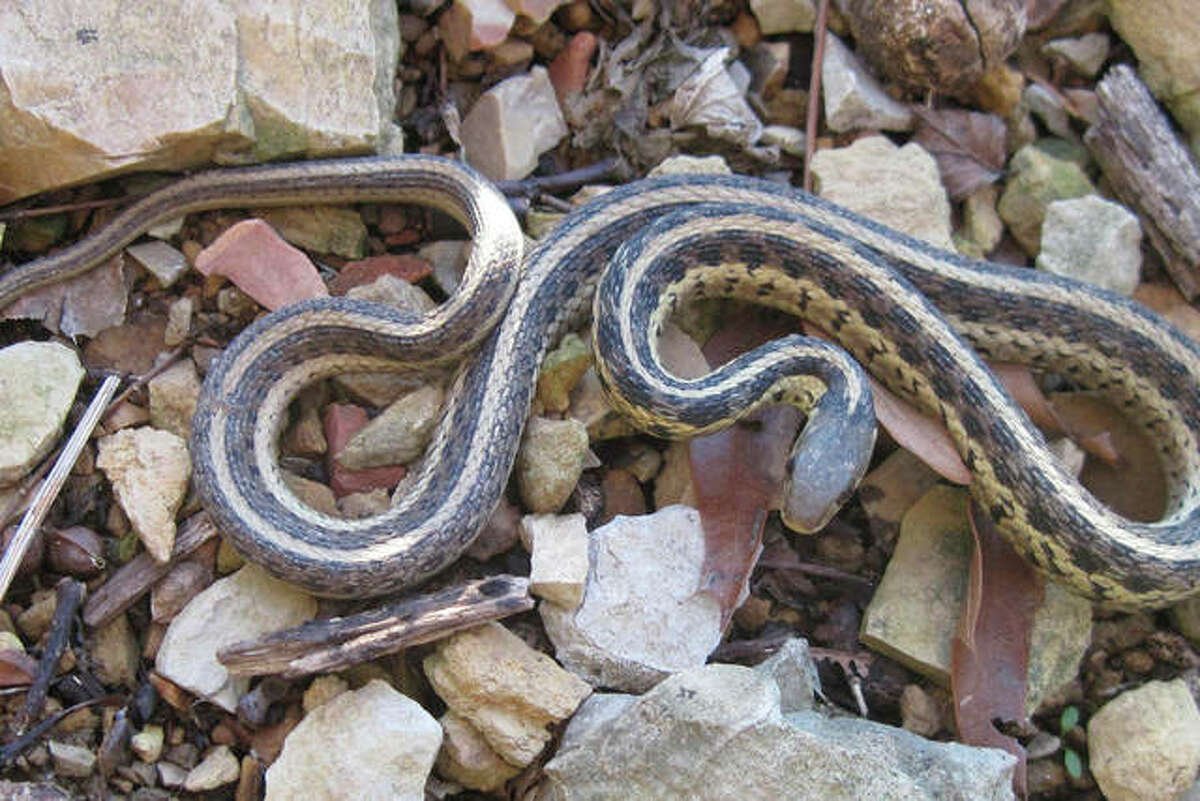 Three beneficial snakes commonly found in gardens across most of Illinois are the Eastern Gartersnake, shown here, along with the DeKay’s Brownsnake and the Gray Ratsnake.