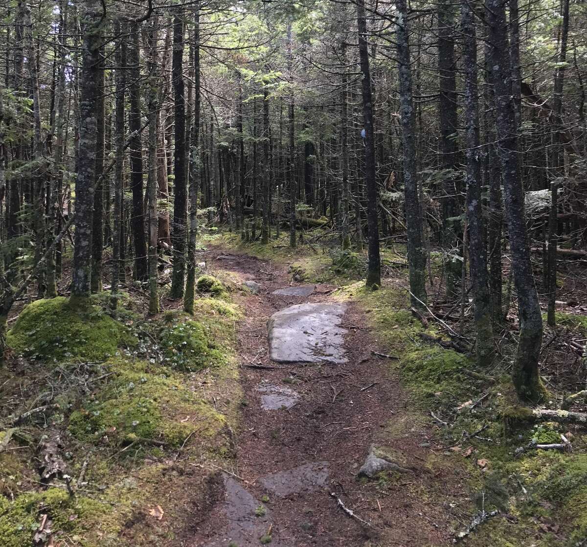A herd path on Panther Mountain in the Catskills. Herd paths are created when hikers stray off-trail, leading to the destruction of plant life.