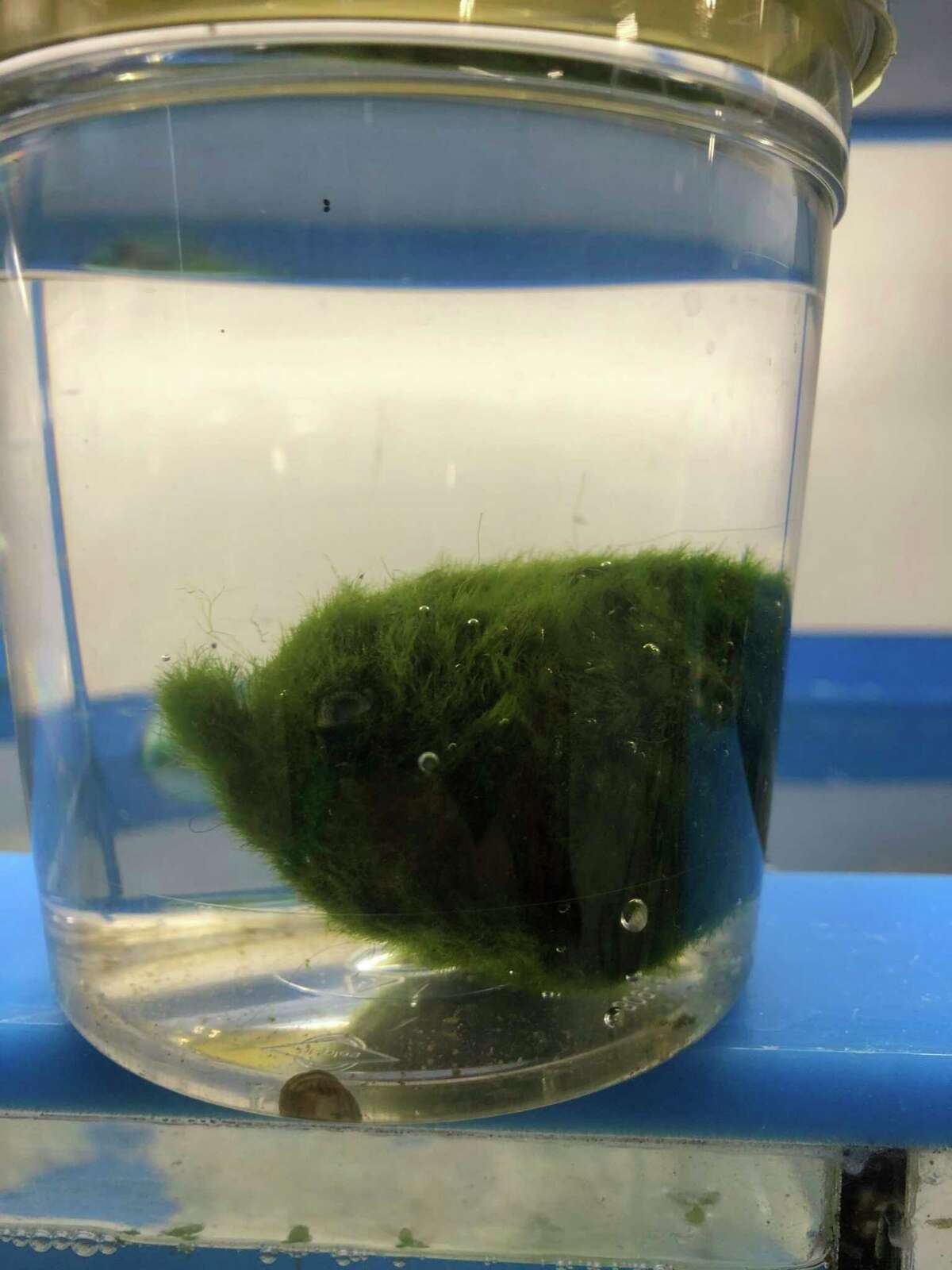 moss ball petsmart