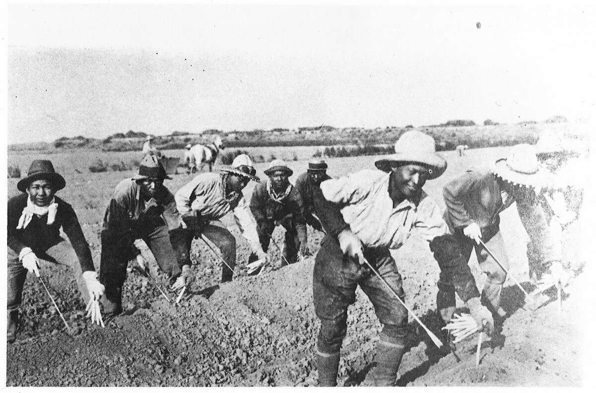 A photo of Filipino laborers cutting asparagus on the Delta.