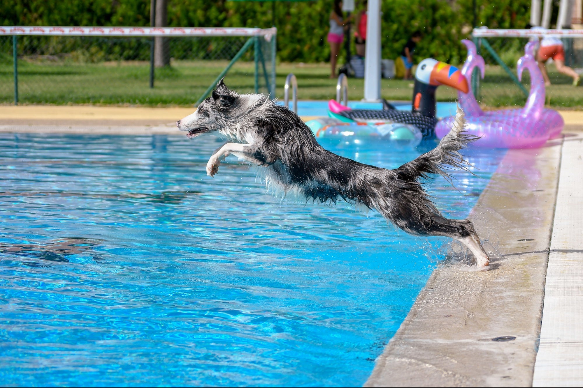 Dog Rescues Drowning Puppy in 'Amazing' Video: 'We Don't Deserve Dogs'