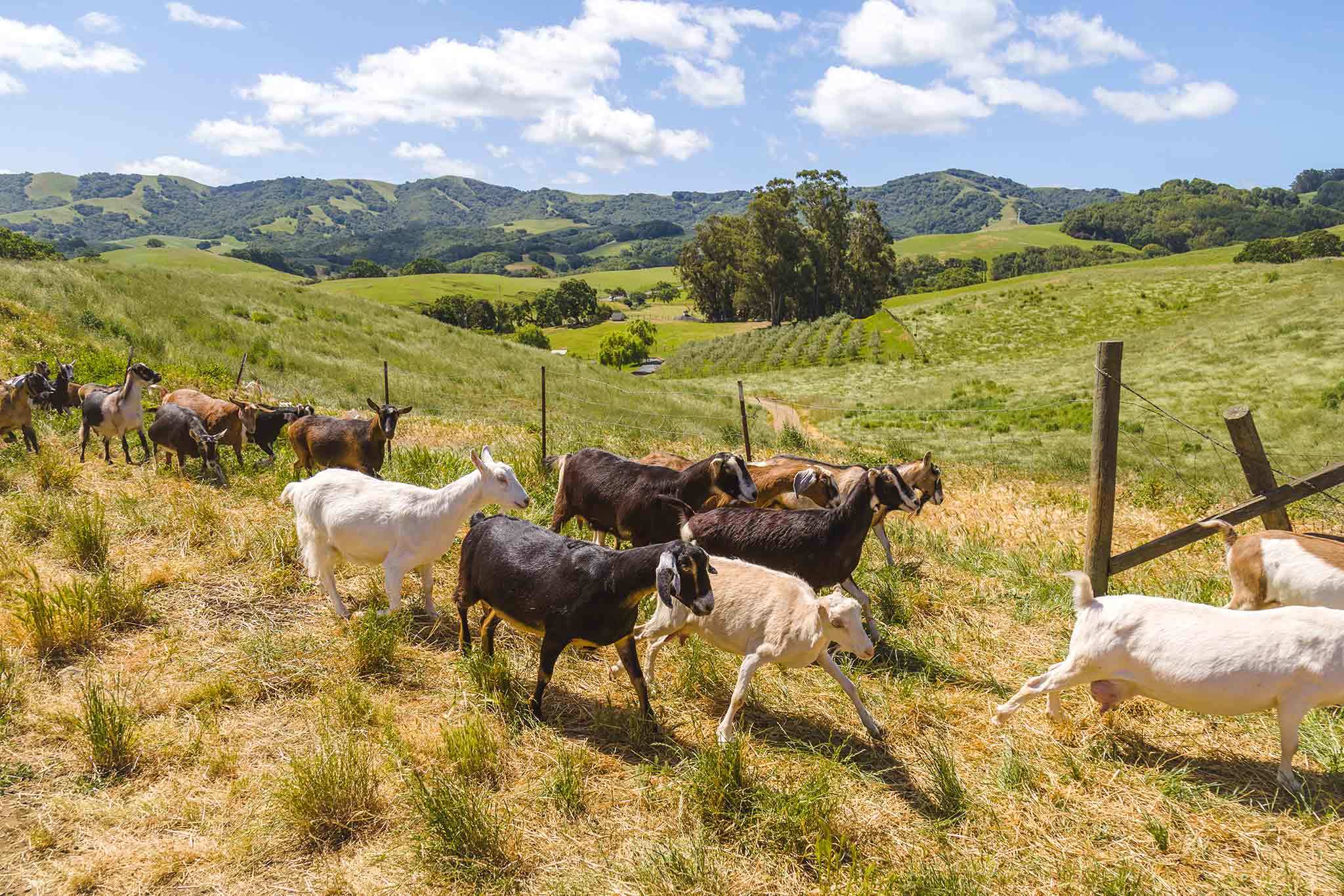 The untold story of the woman who changed California goat cheese forever - Vimarsana News