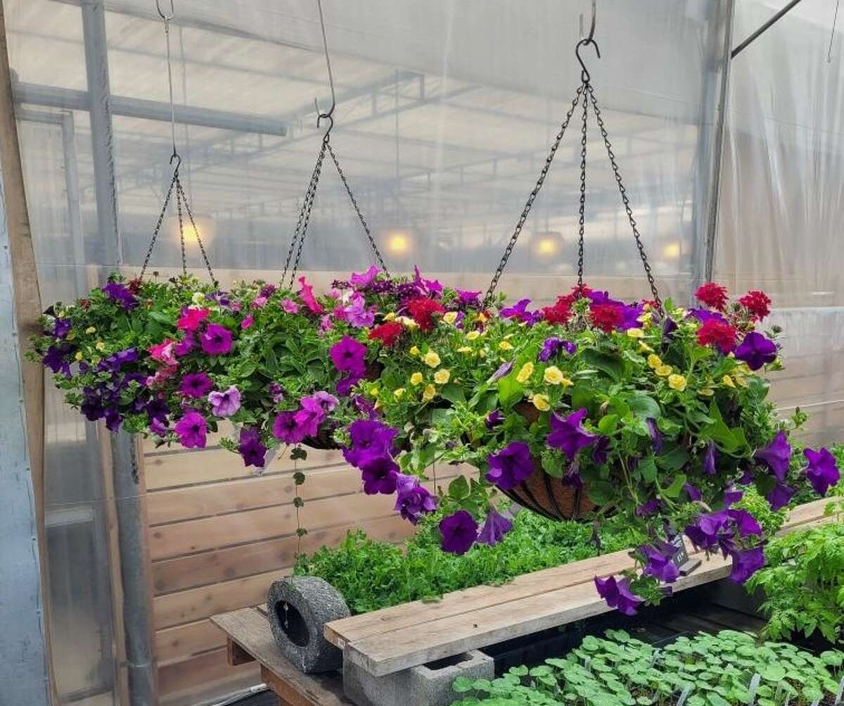 Hanging baskets from Skagit Acres.