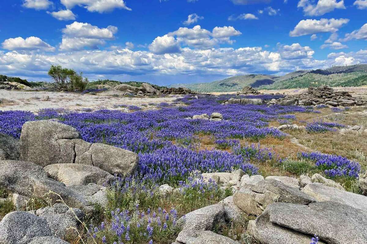 Thousands overwhelm wildflower site 2.5 hours northeast of SF