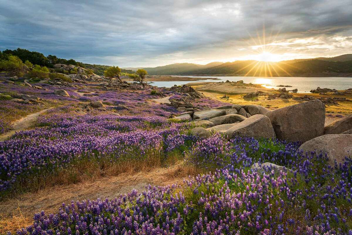 A thick carpet of lupine flowers covered the landscape surrounding Folsom Lake near Sacramento in April 2021.