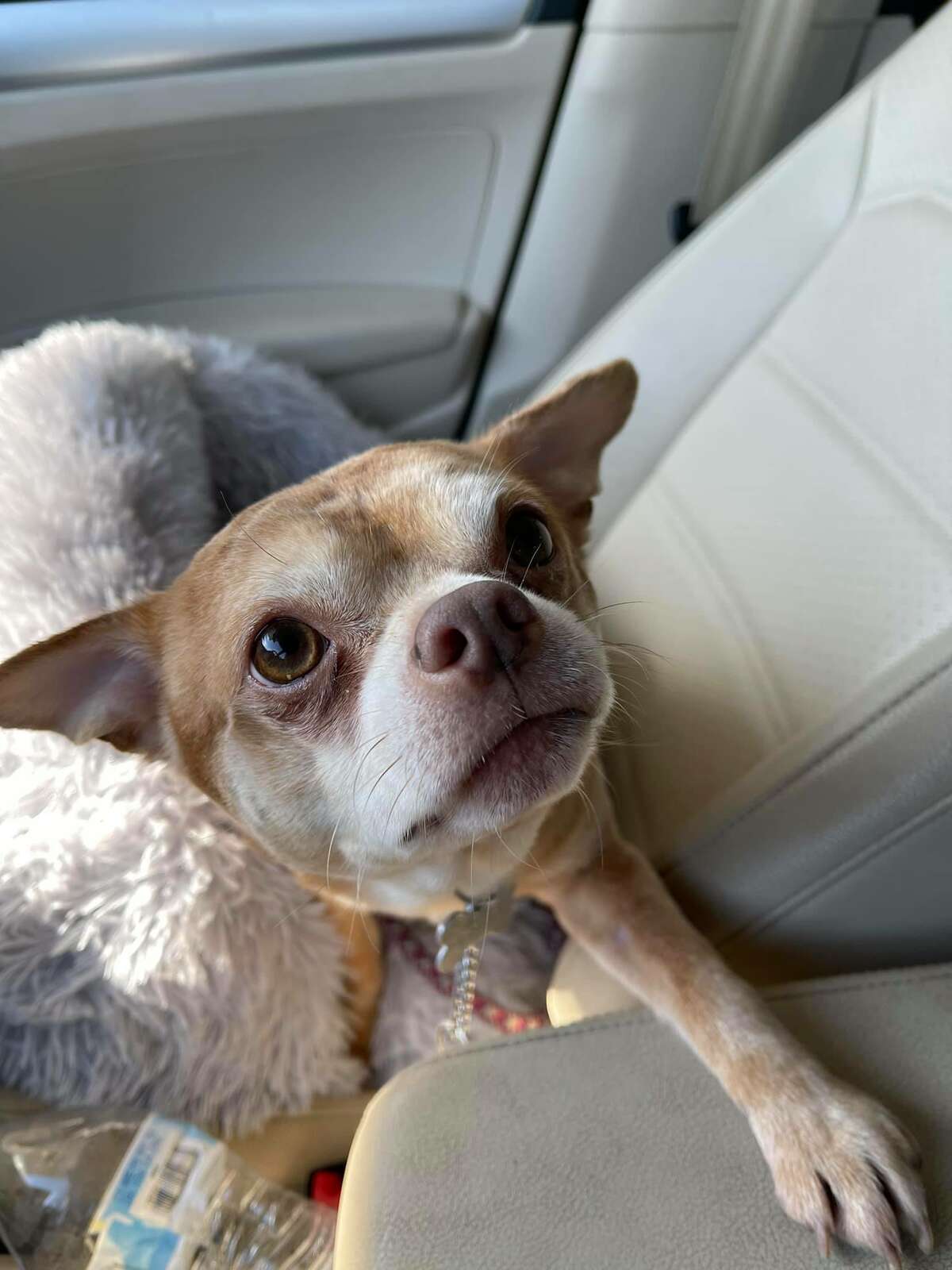 Prancer, a 2-year-old chihuahua that was recently adopted in New Haven.