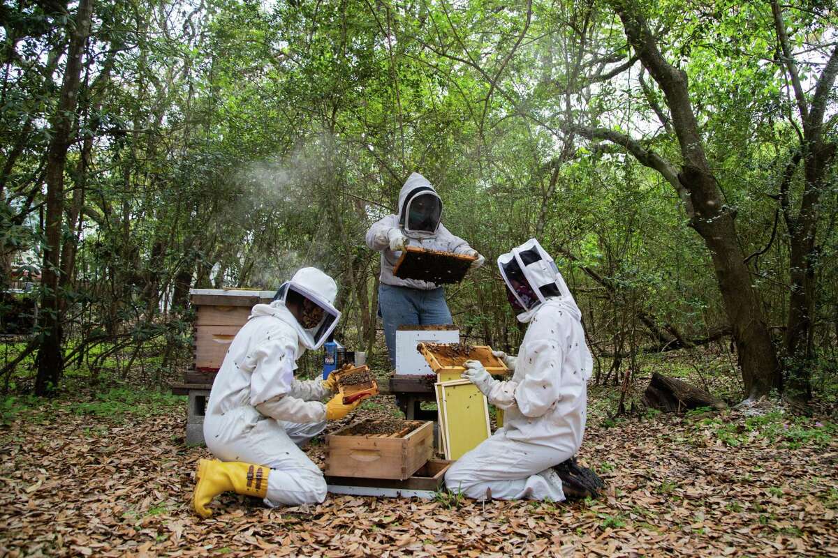 Beekeepers Loren Rodriguez, Nicole Buergers and Lane Walla work an apiary during the spring, Monday, March 29, 2021, in Seabrook. After inspecting the beehive, the beekeepers decided to split the hive.