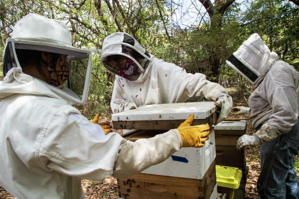 Texas bees are declining. Here's how severe weather is affecting bees