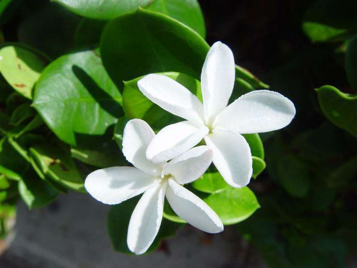 Jasmine blossom is among the 80 different ingredients that go into Chanel No. 5.