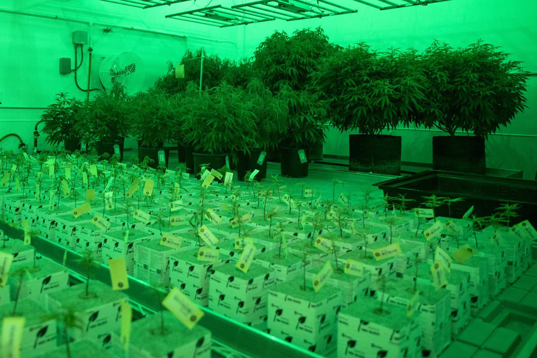 Largest-yet expansion of Texas medical marijuana program advances - Vimarsana News