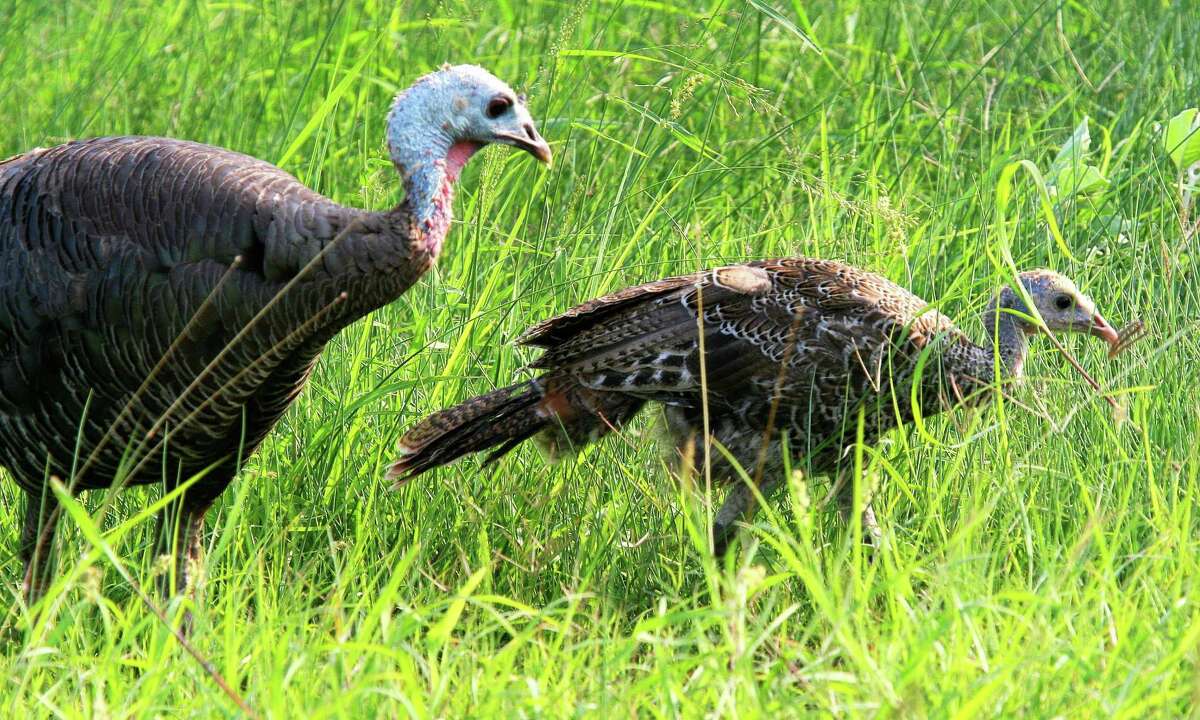 A wet, mild winter and spring resulting in an abundance of grasses, other low-growing herbaceous cover and a flush of insects appears to have greatly benefitted wild turkey nesting effort and success across Texas this year.