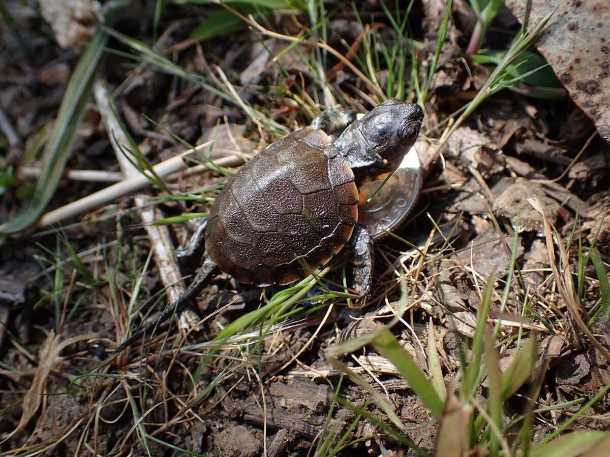 Presidio Trust ecologists found a tiny Western pond turtle at Mountain Lake in San Francisco.