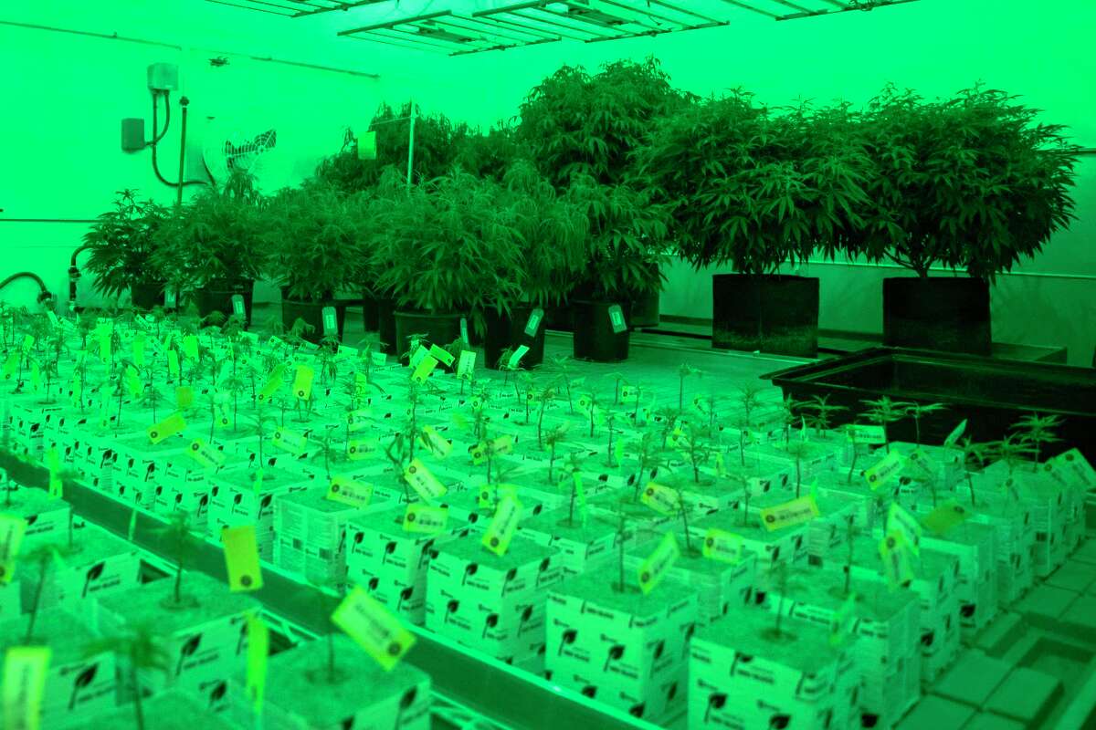 The mother cannabis plants that Texas Original Compassion Cultivation uses to clone its plants are shown in the photo. 
