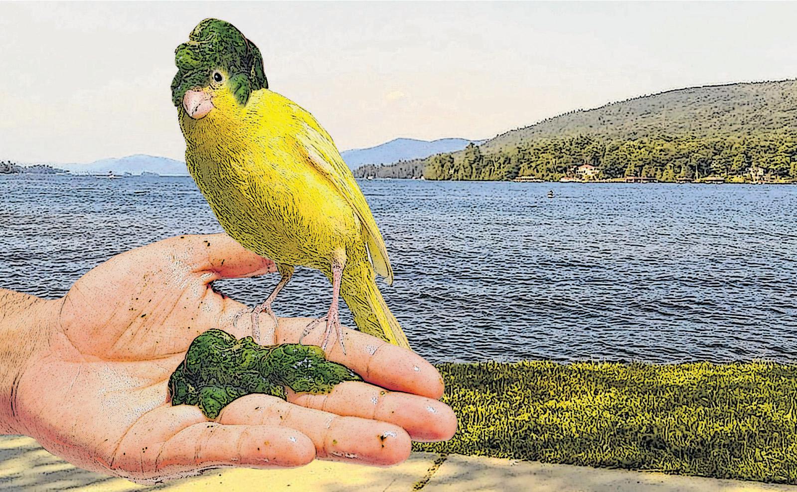 Old septic systems a threat to lake - Vimarsana News