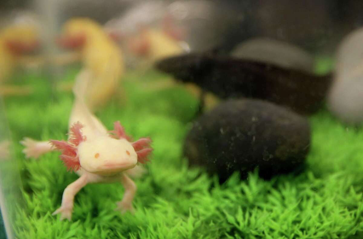 An albino salamander hangs out in it's underwater habitat at the Houston Exotic Reptile and Pet Show on Sunday, Jan. 24, 2016, in Conroe. ( Elizabeth Conley / Houston Chronicle )