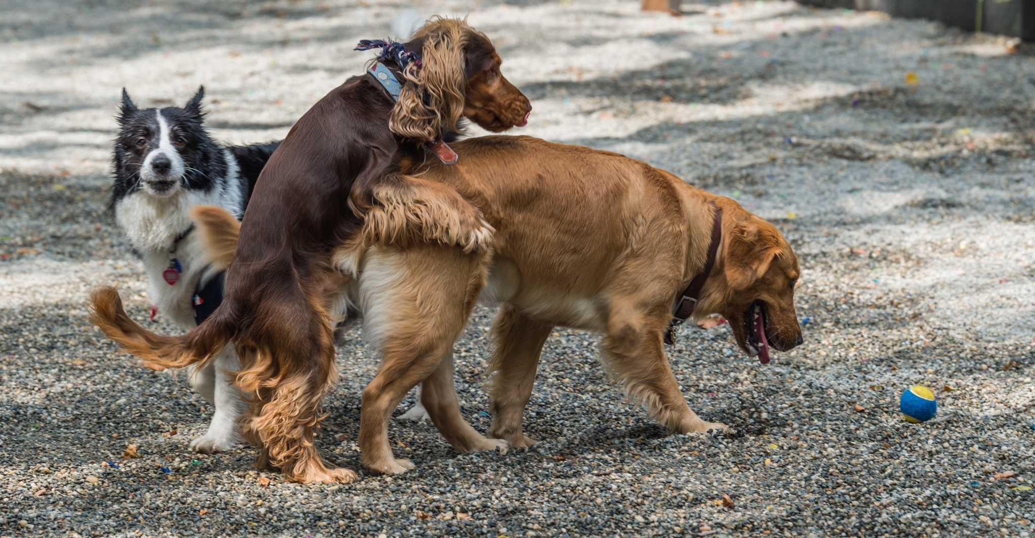Why do female dogs mount other dogs? Spoiler alert: it's about playing and  dominance, not sex