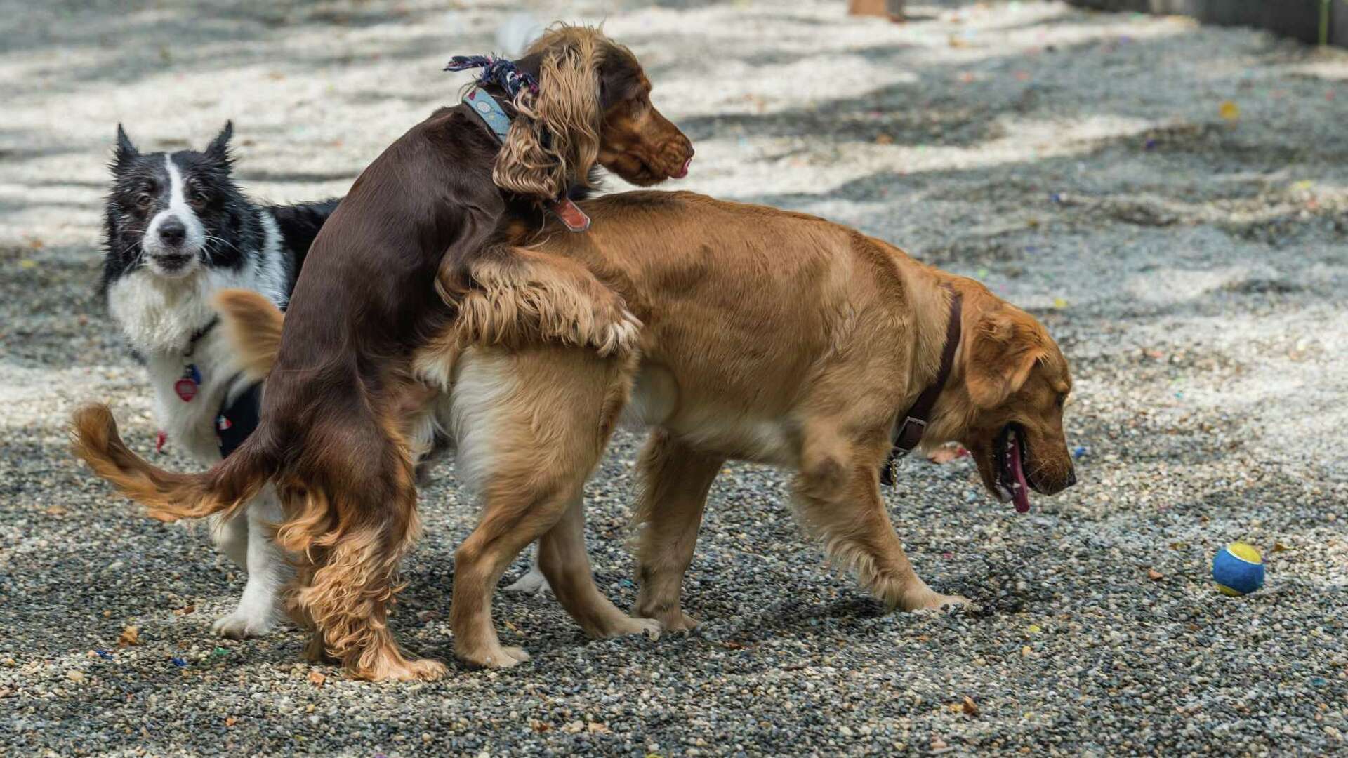 Dog showing deals dominance