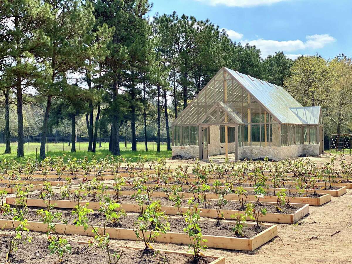 JOY COL FARM: Fashion designer Theresa Pham and husband Shaw Nguyen and their daughters Loghan, 7, and Ava, 4, sold their home in Houston and bought a farm in August 2020 in Magnolia where Theresa is growing a cut garden. They wanted a simpler life during troubled times.