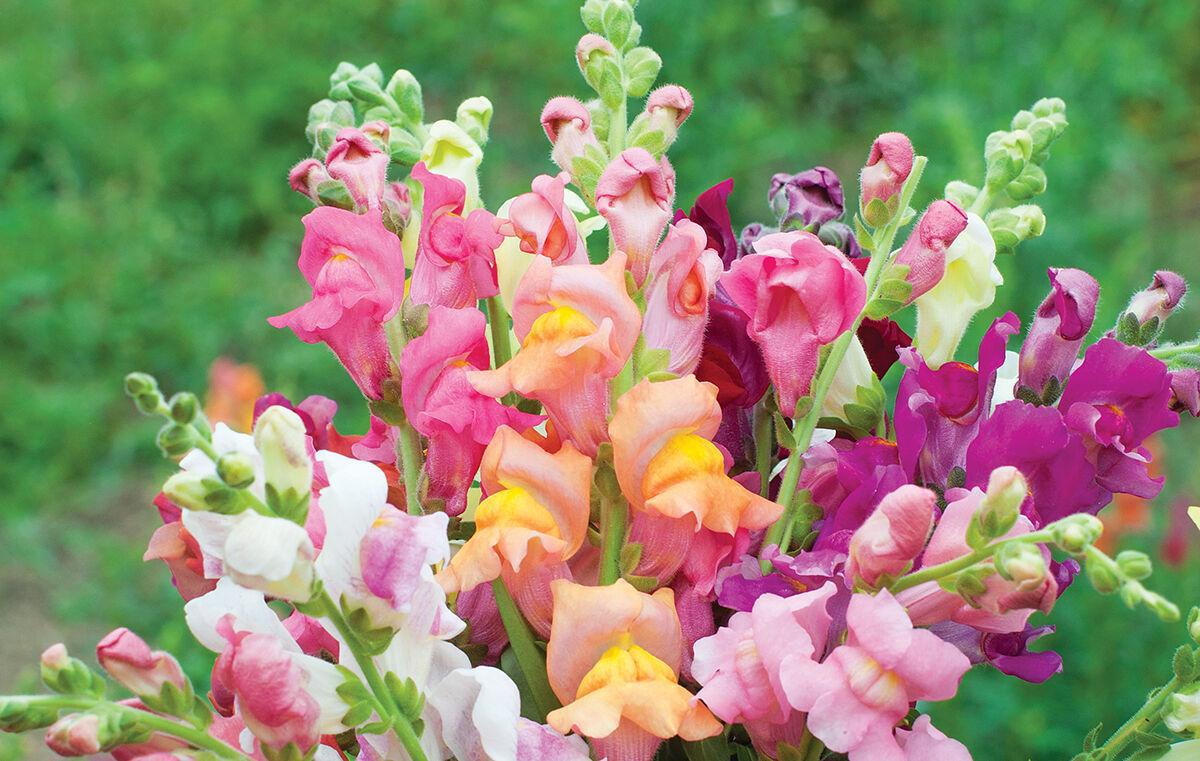 Getting ready for gardening season? Here are four seed companies from CT - Vimarsana News