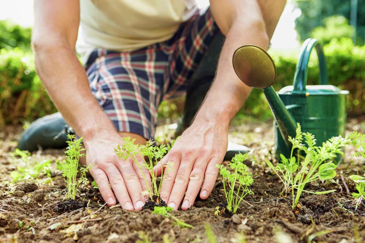 With planting season just around the corner consider adding locally produced seeds to your garden’s soil.