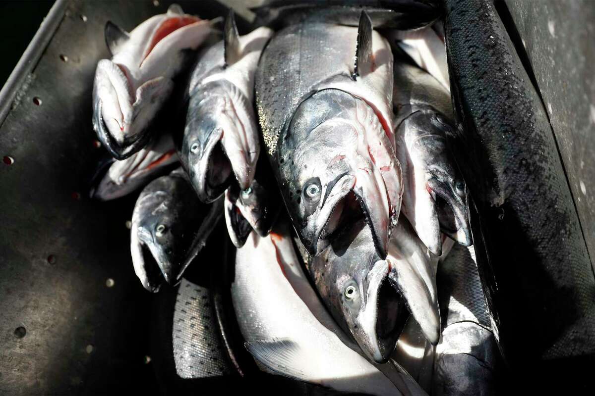 Two hundred and fifty pounds of salmon was unloaded from the fishing boat Doris at H&H Fresh Fish in Santa Cruz on Sunday, one day into the fishing season.