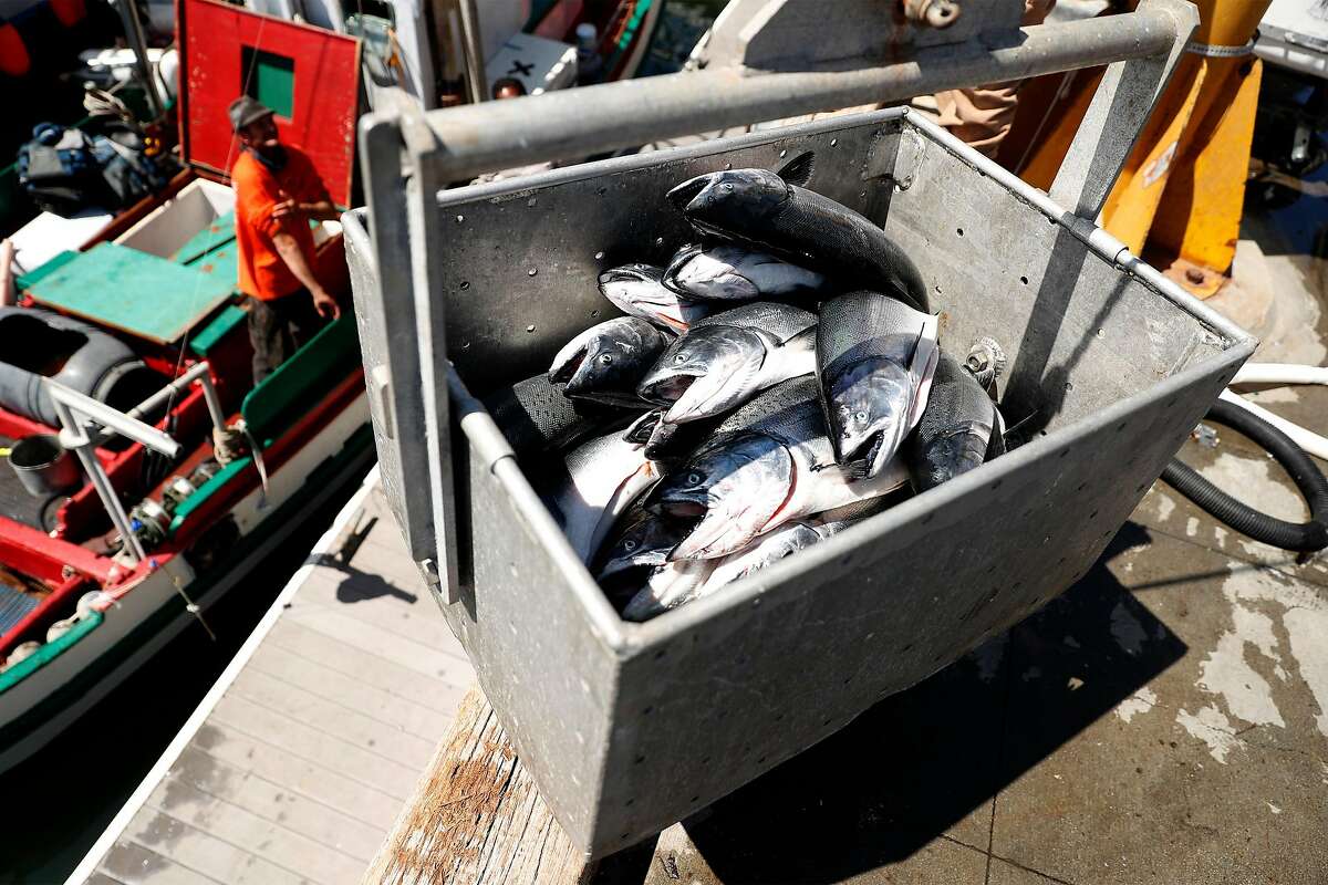 Salmon is unloaded from the fishing boat Doris at H&H Fresh Fish in Santa Cruz on Sunday. The California commercial salmon season started on Saturday.