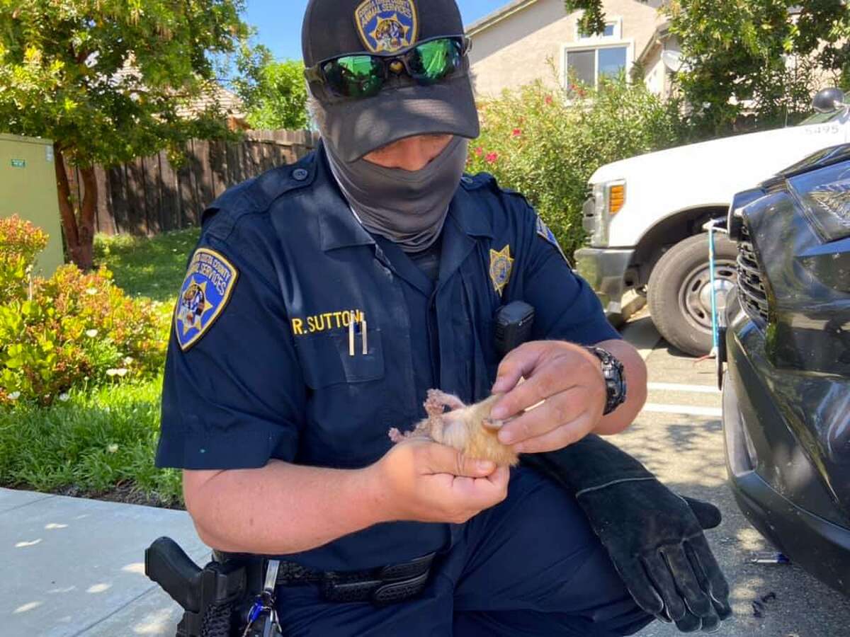 East Contra Costa firefighters saved the lives of close to a dozen baby animals last week.