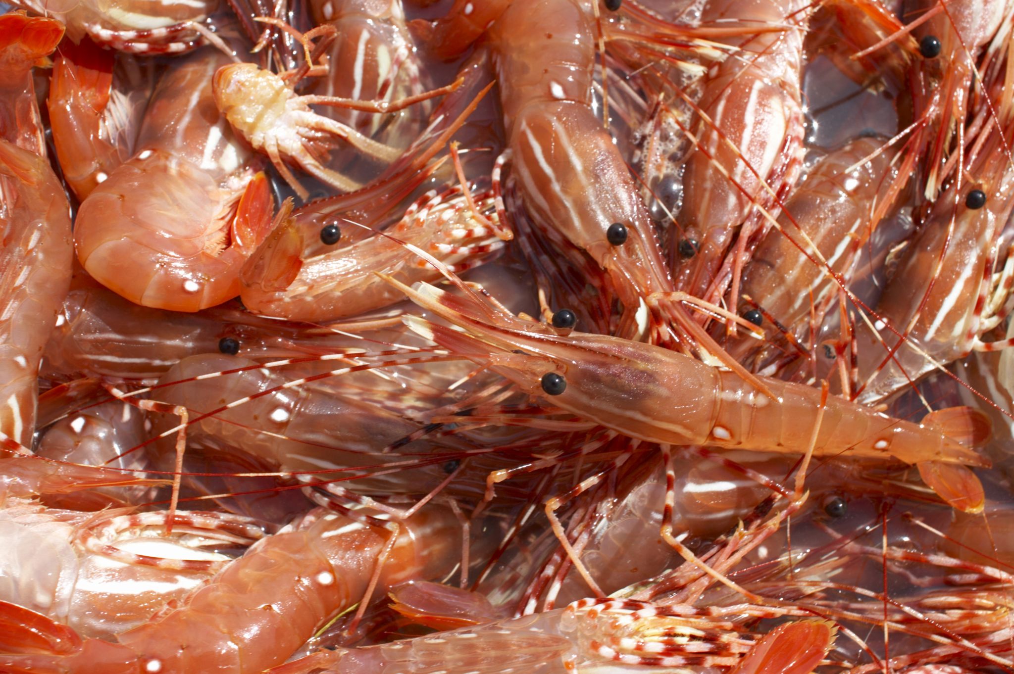 Spot shrimp are Seattle’s best sign of spring