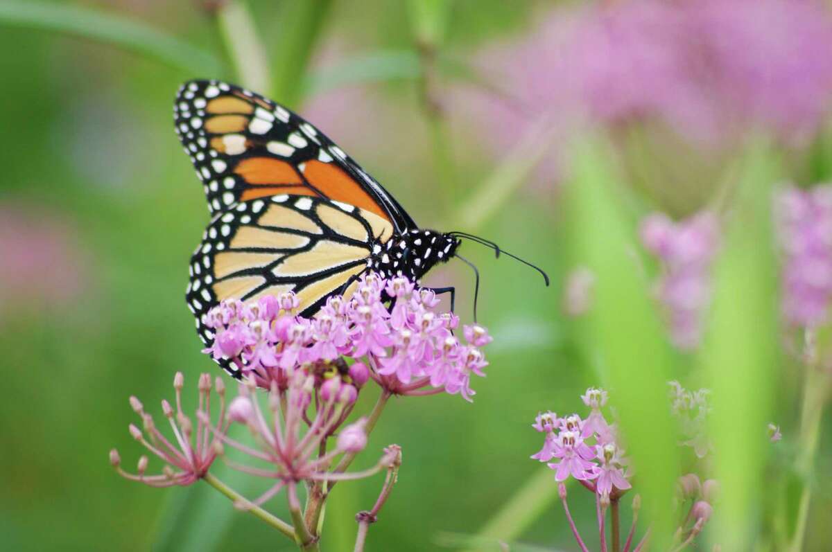 Monarch butterflies in midst of northern migration