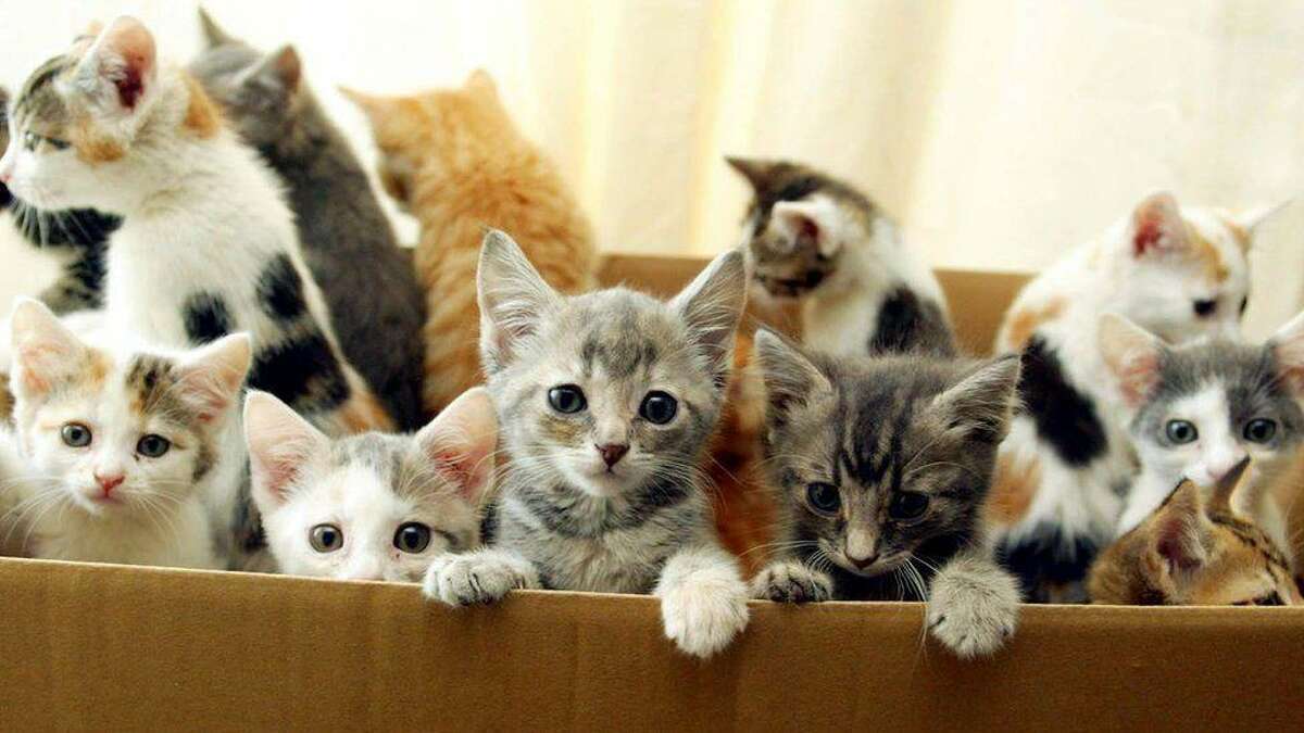 Many kittens in Ridgefield will need forever homes in the future. They can be met by calling the ROAR-Donofrio Animal Shelter at (203) 438-0158.