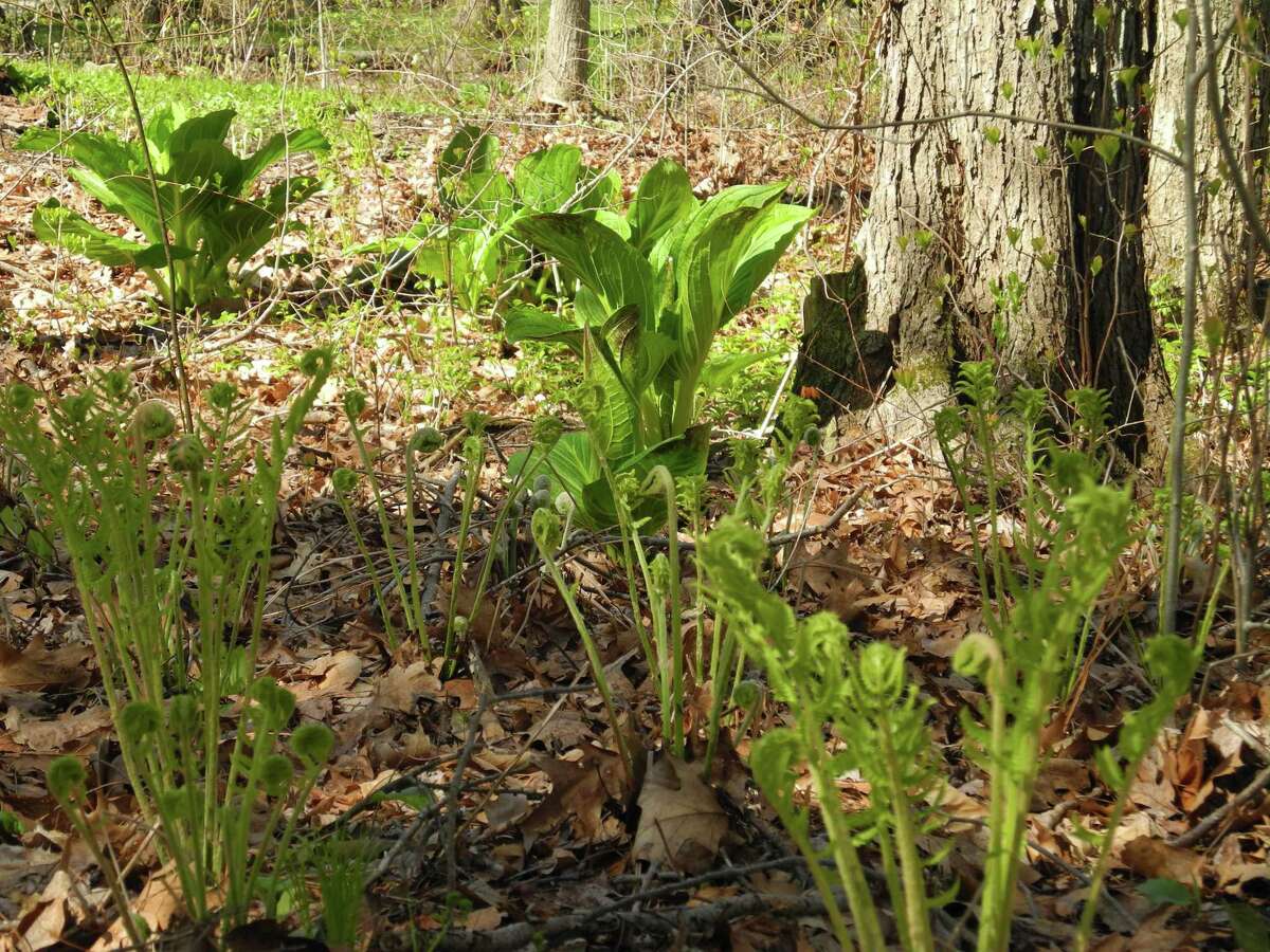 Violations in wetland areas of Wilton have increased over the past few months and at least one resident says that more direct contact with homeowners must be made.