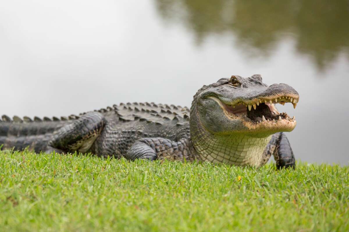 A Texas organization is reminding Texas to leave alligators alone.