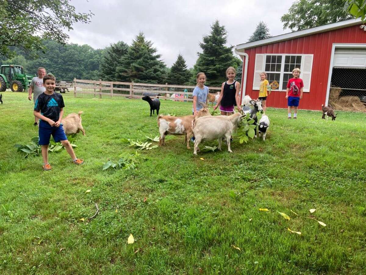 5 CT farms where you can hang out with goats, pigs, other animals