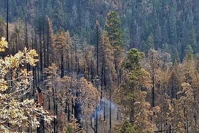 Giant sequoia tree in Sequoia National Park still burning from last  summer's wildfires