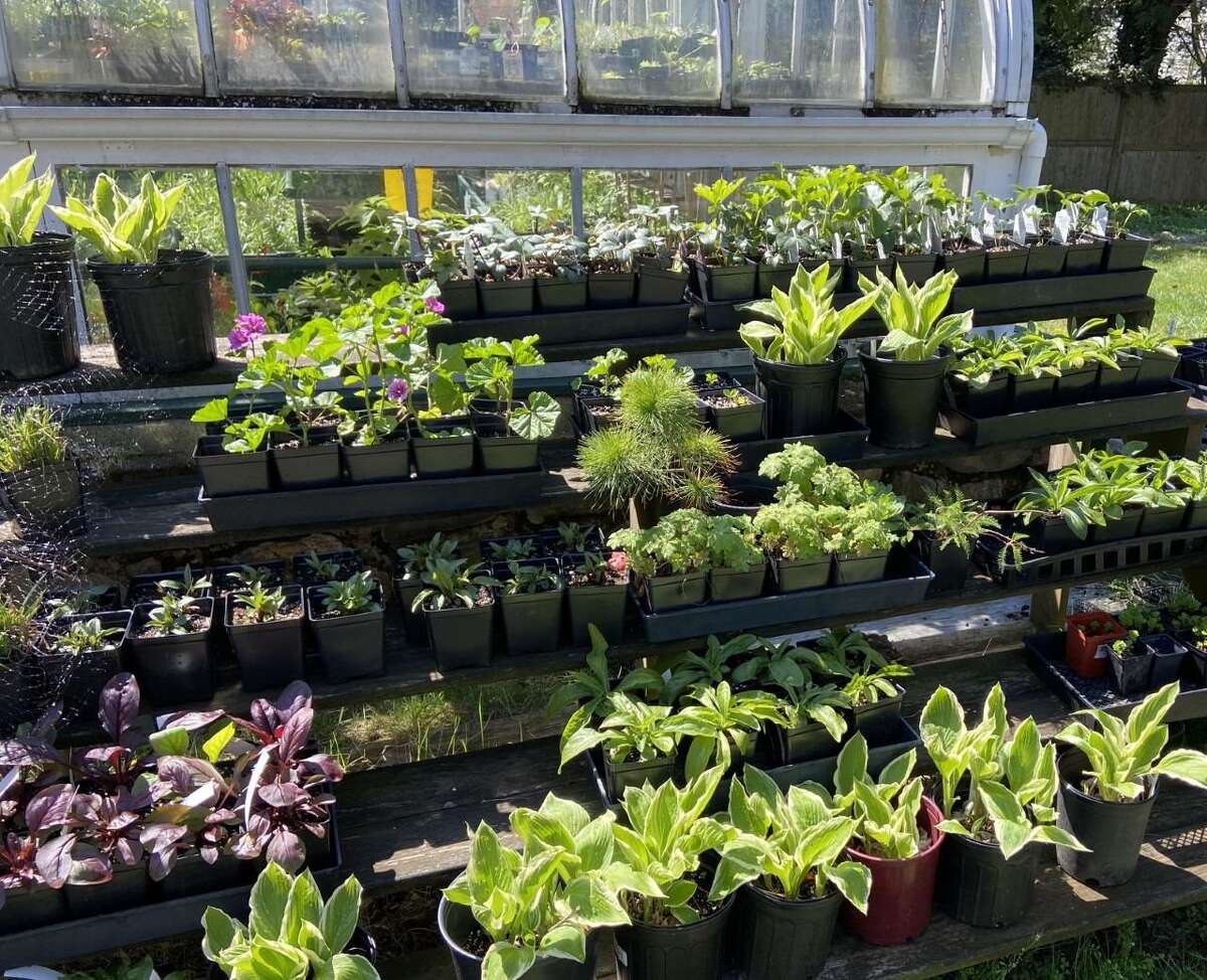 A mainstay on a gardener’s calendar, the annual Darien Community Association Plant Sale will be an in-person, outside event this year, 2021. An array of plant offerings will be displayed in the formal gardens at the DCA on Friday, May 7, from 8:30 a.m. to 12:30 p.m. Social distancing, and masks will be required for protection against the coronavirus amid the pandemic from the new virus.