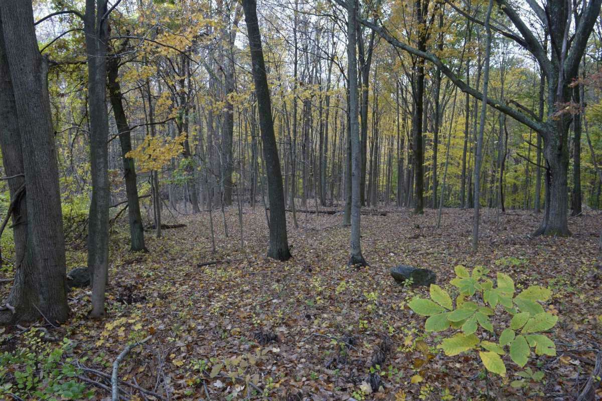 With 100K deal, 20 acres of Newtown forest zoned for singlefamily