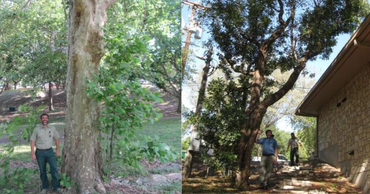 mexican sycamore tree texas