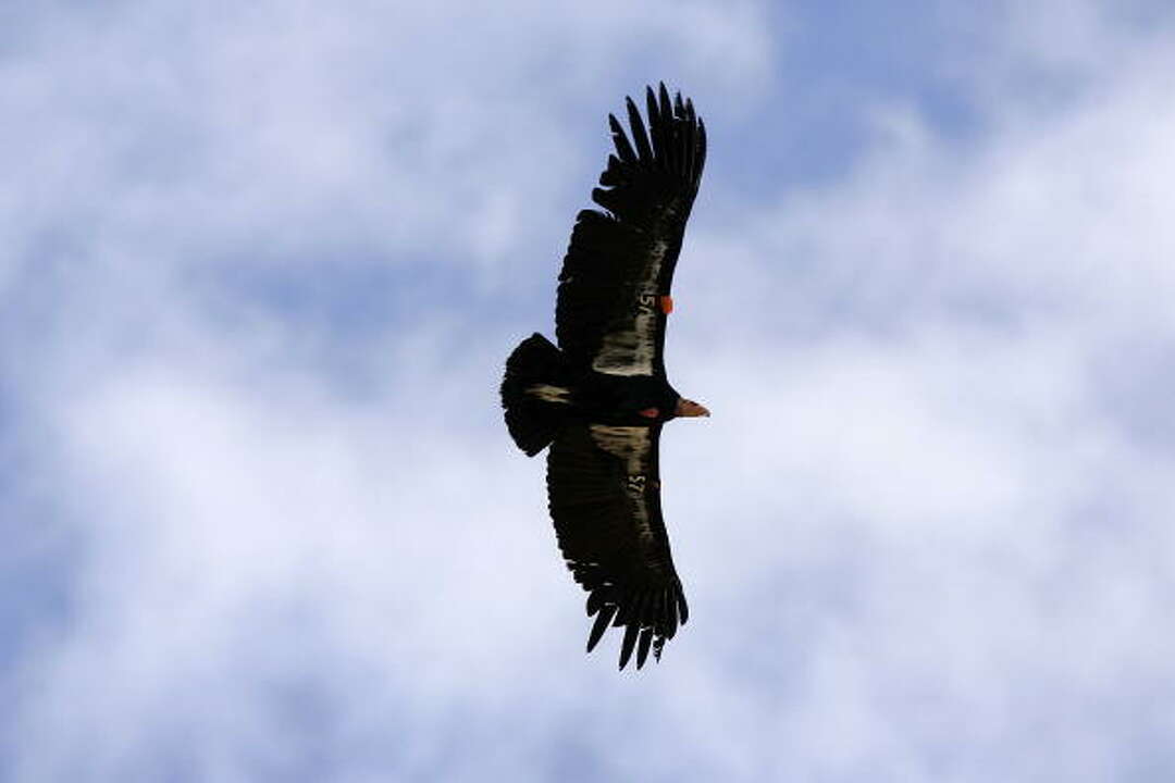 Endangered California Condors 'absolutely Trash' Woman's House, Won't Leave