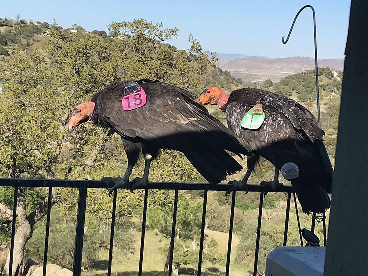 Two California condors rest on Cinda Mickols porch railing. A flock of the rare, endangered birds took over her deck the last few days.
