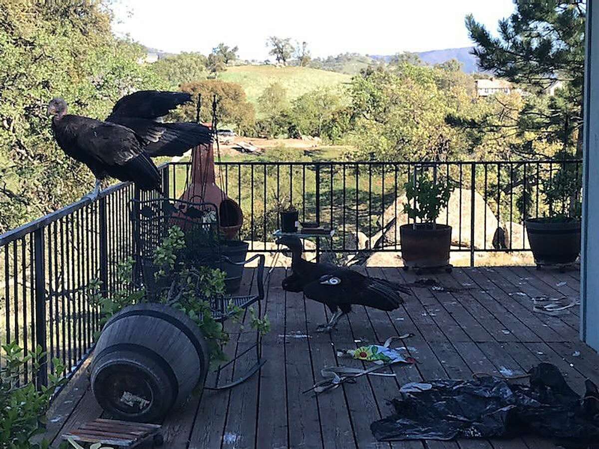 California condors rest on Cinda Mickols porch. A flock of the rare, endangered birds took over her deck the last few days.