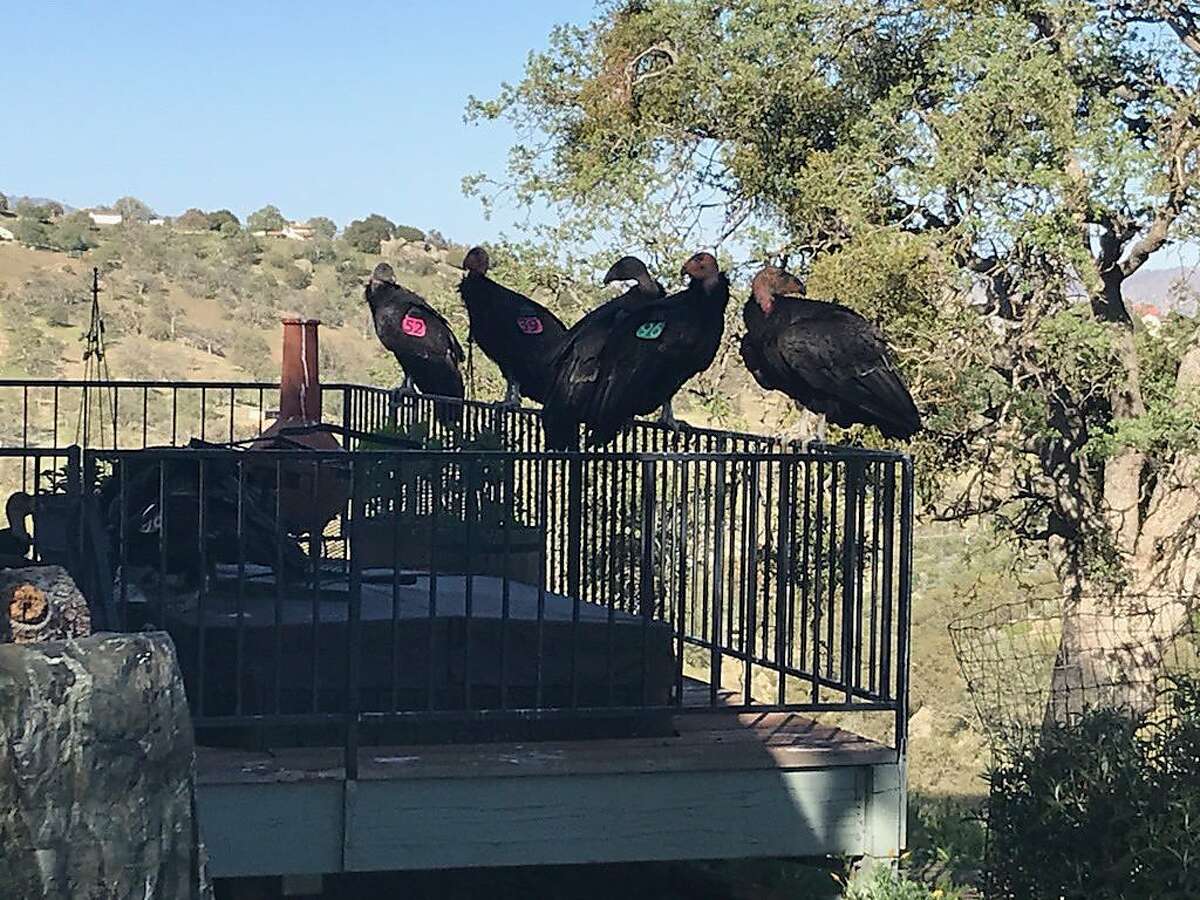 California condors rest on Cinda Mickols porch. A flock of the rare, endangered birds took over her deck the last few days.