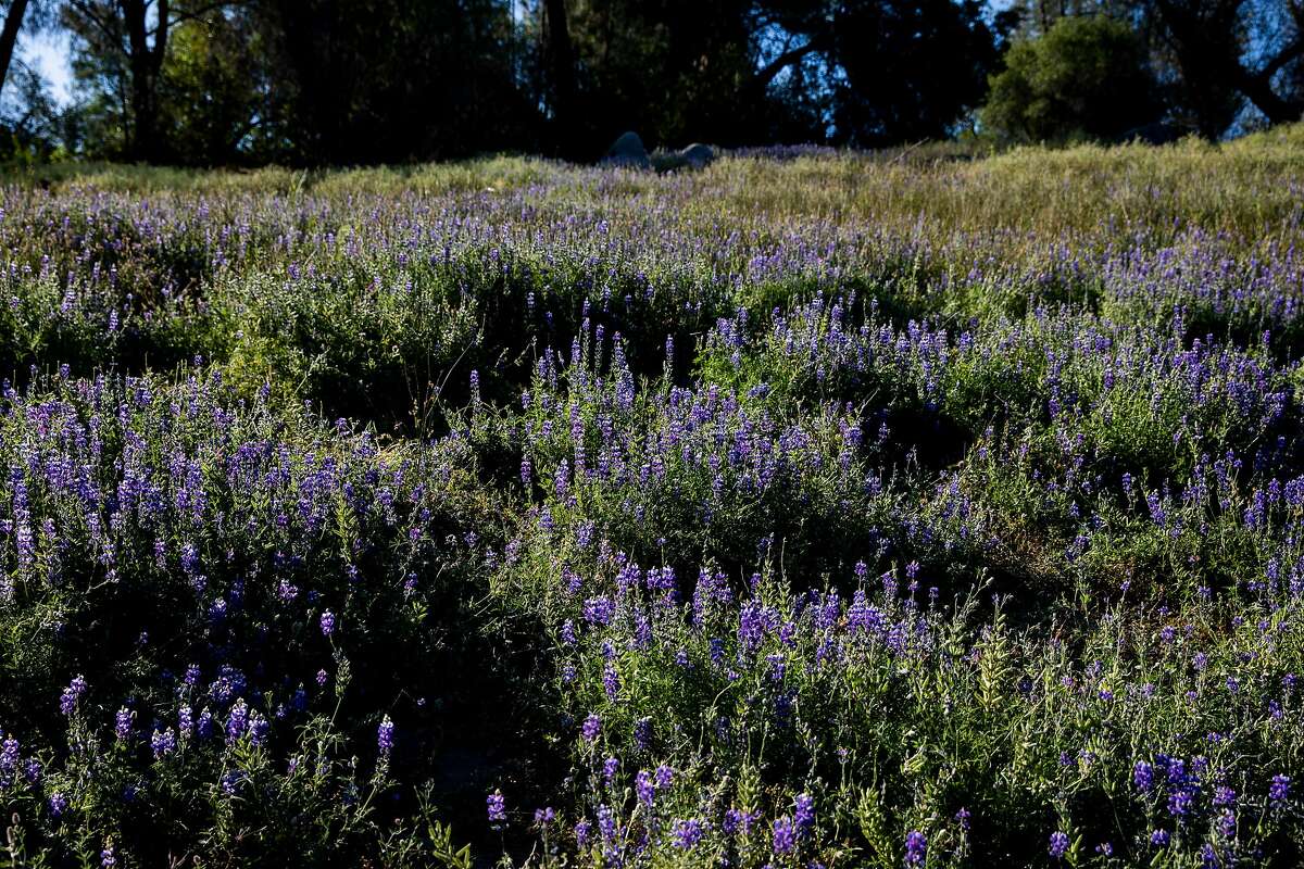 2021年5月，在花岗岩湾(Placer县)的福尔索姆湖州立娱乐区附近，一片羽扇豆花的超级盛开。今年春天登录必赢亚洲，旧金山湾区可能又会出现野花盛开的景象。