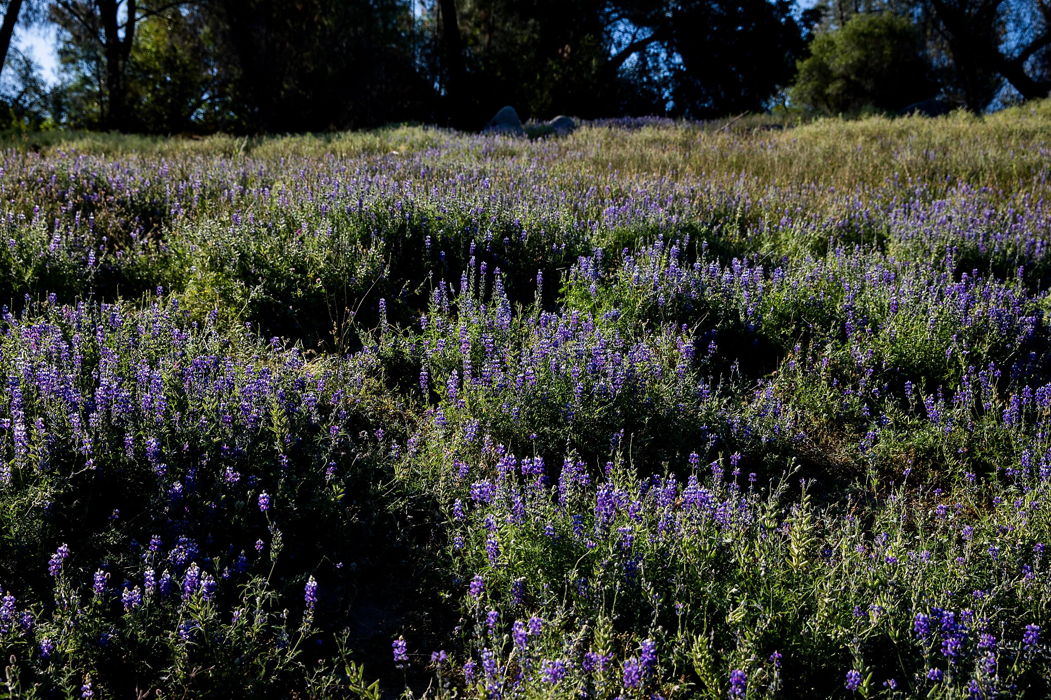 As storms subside, a superbloom may hit the Bay Area this spring