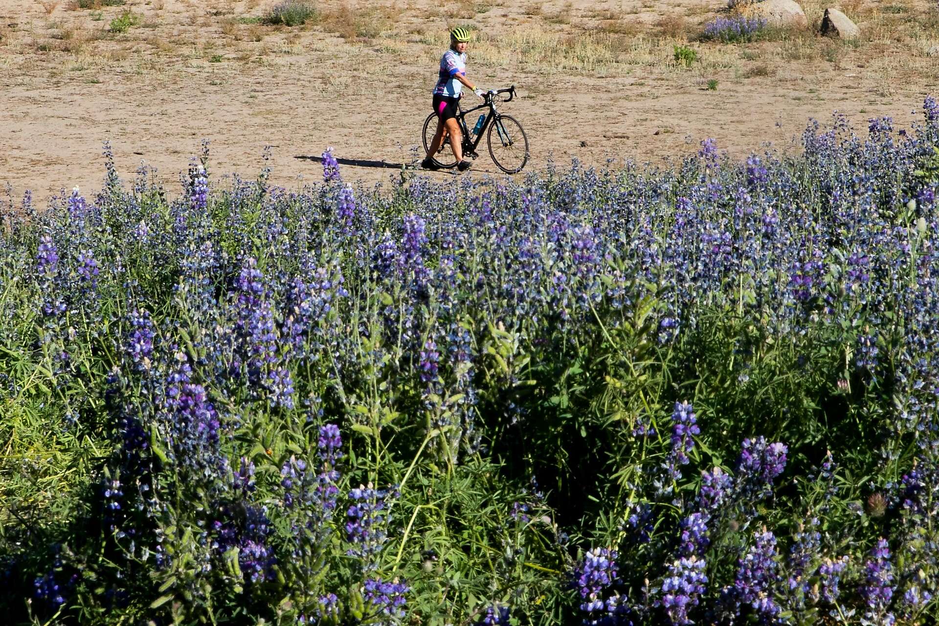 Why this year's Folsom Lake super bloom is so amazingly rare — and