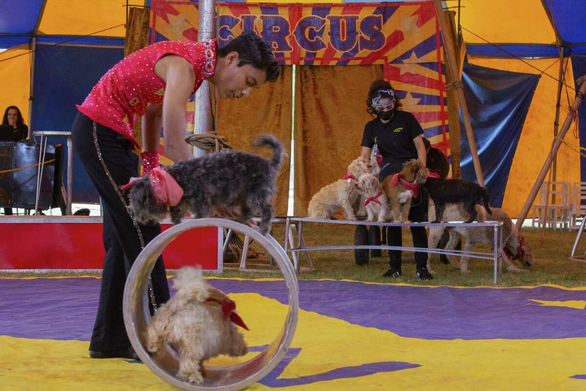 Dogs perform during a performance of the Zerbini Family Circus in Sumter, South Carolina, U.S., on Friday, April 30, 2021.
