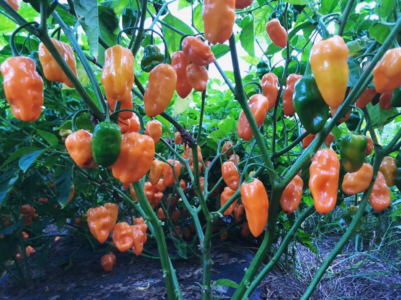 How the cold Hudson Valley became home to the hottest peppers and sauces - Vimarsana News