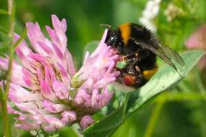 More than a third of New York pollinators face extirpation