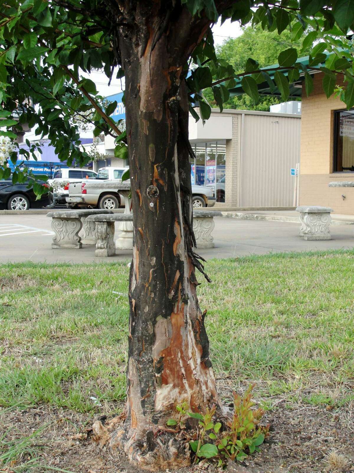 An example of Crepe Myrtle Bark Scale on a tree.
