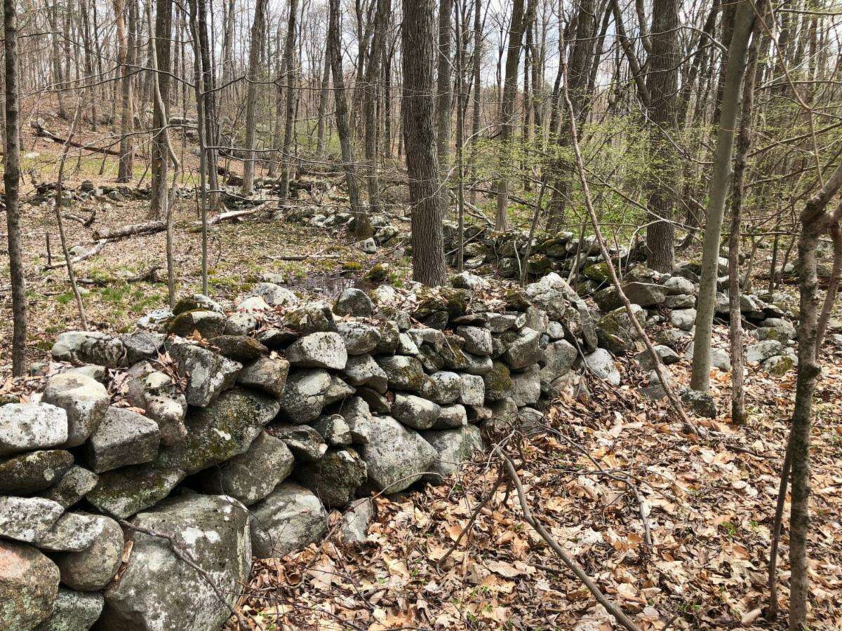 Sam Nunes, who is an environmental educator at the Woodcock Nature Center in Wilton, writes this monthly guest column titled